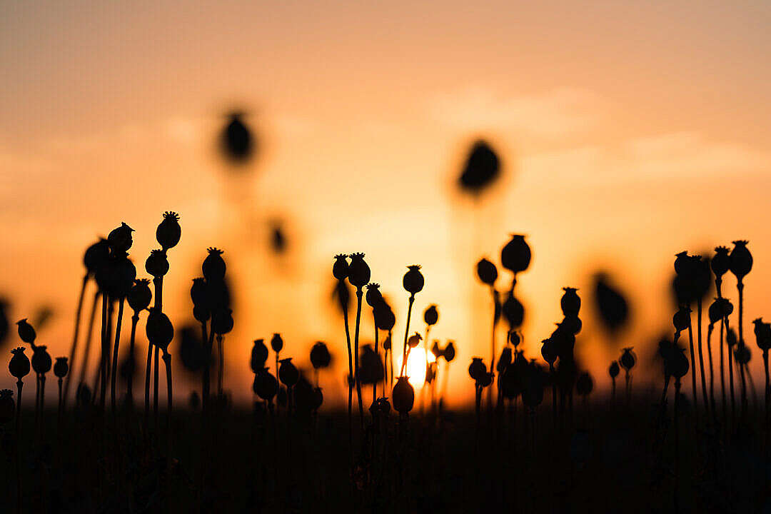 Poppy Seed Pods