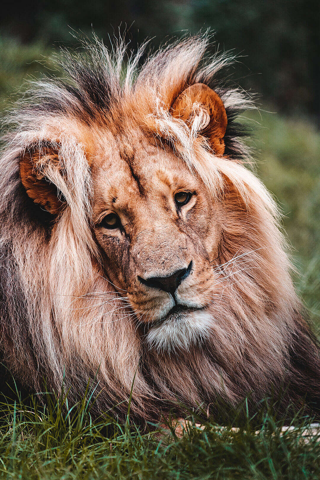 Download Portrait of Lion FREE Stock Photo