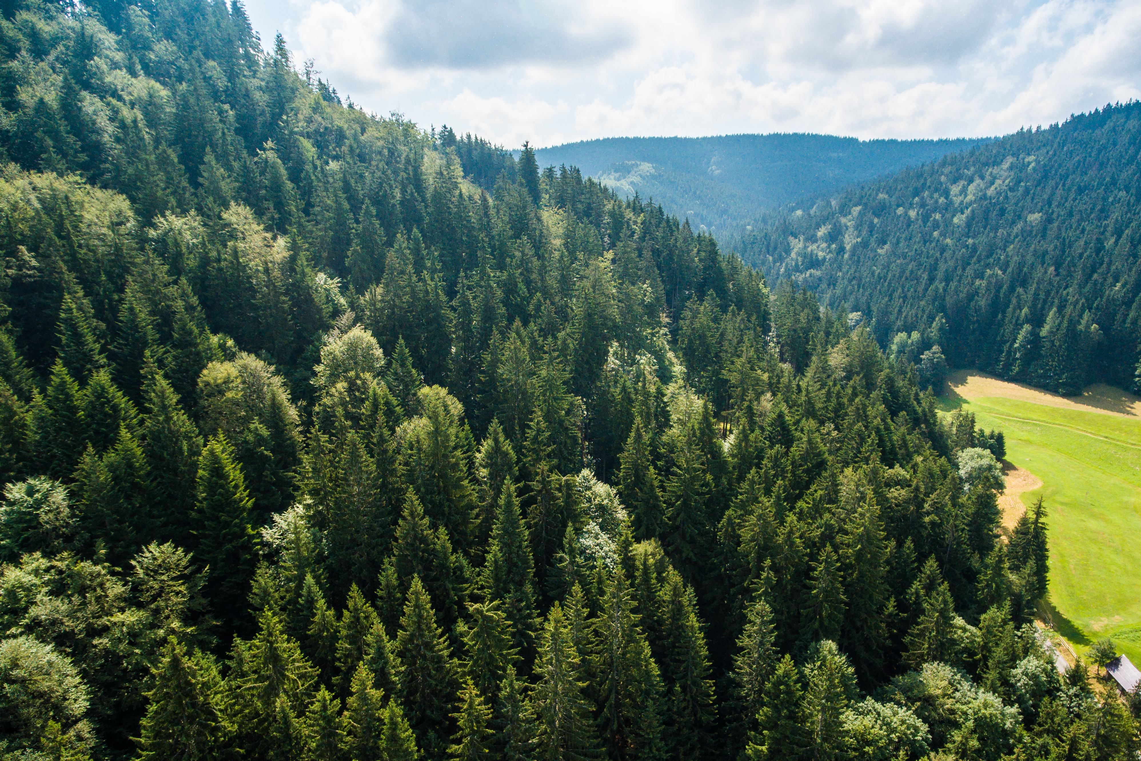 Pure Nature: Above Green Forest Hill Stock Photo | picjumbo
