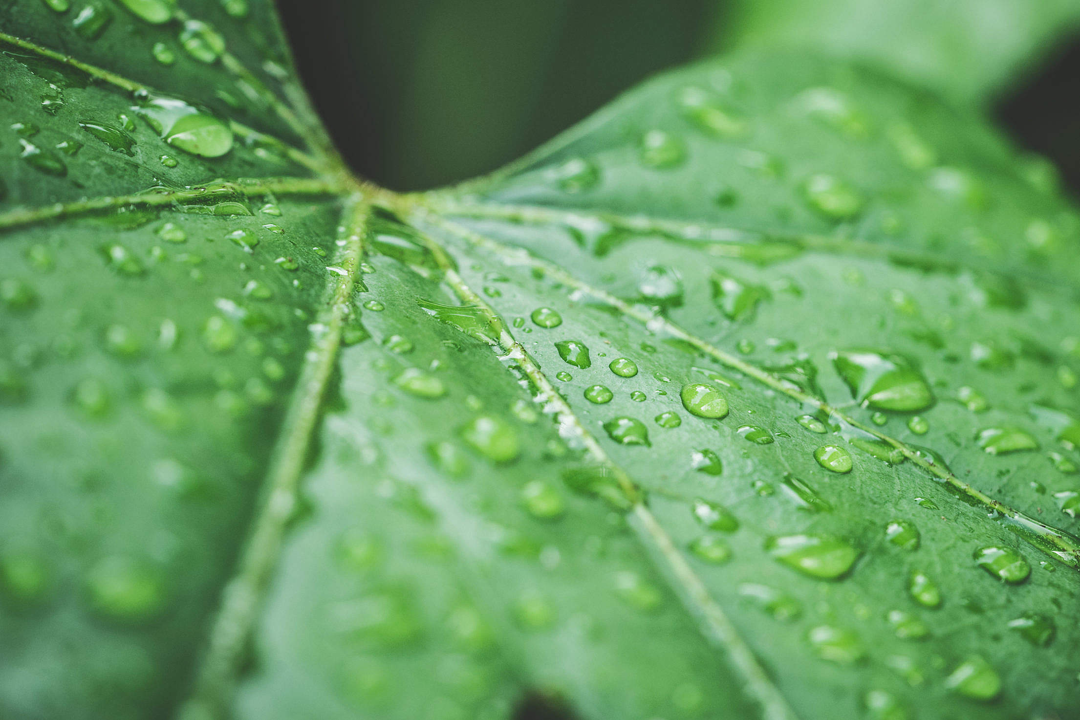 Raindrops On Green Leaf Close Up Free Stock Photo Picjumbo