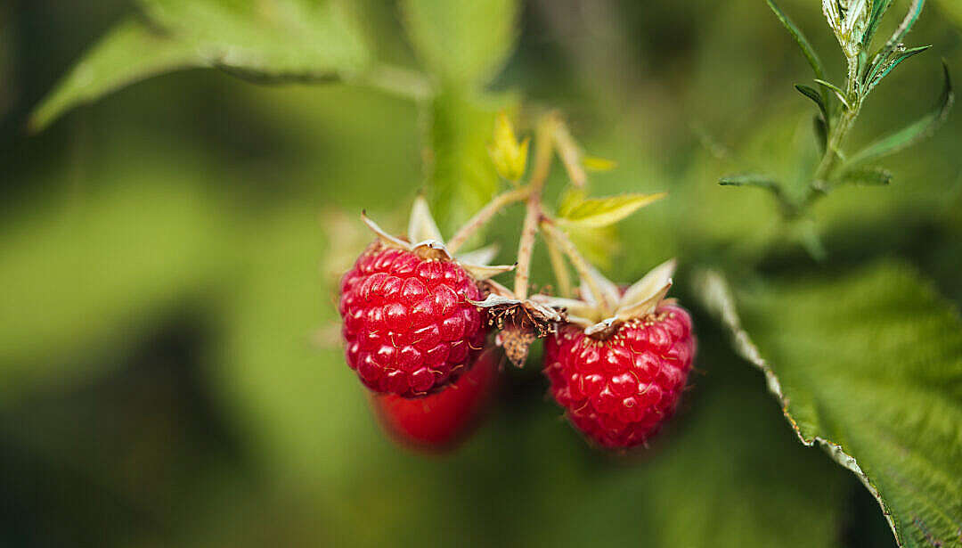 Download Raspberries Bush FREE Stock Photo
