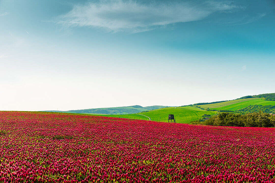 Download Red Fields of Crimson Clover FREE Stock Photo