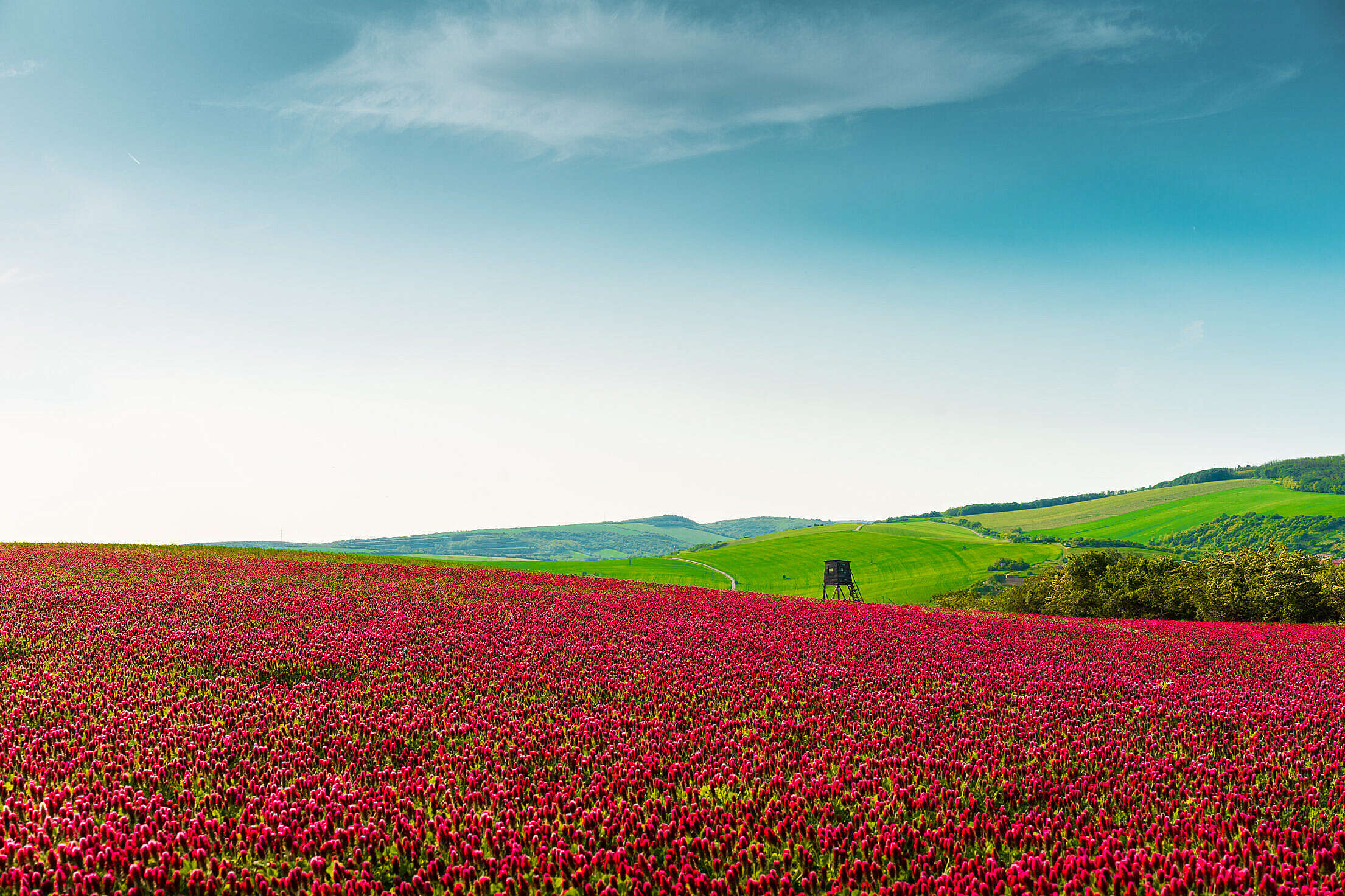 Red Fields of Crimson Clover Free Stock Photo
