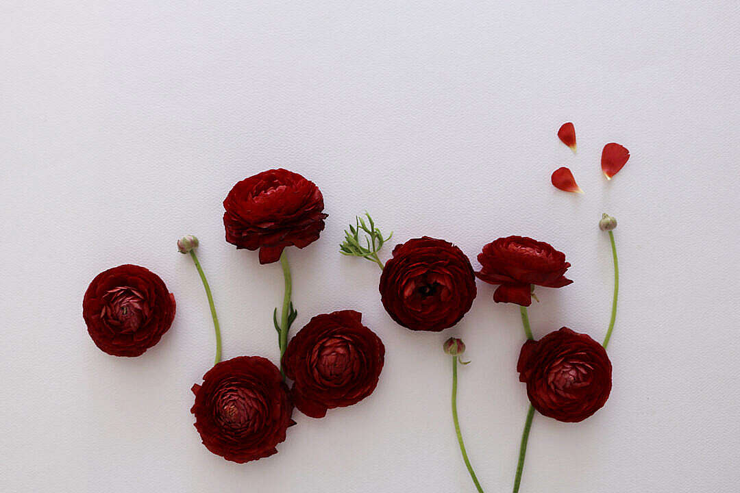 Download Red Flowers Flat Lay FREE Stock Photo