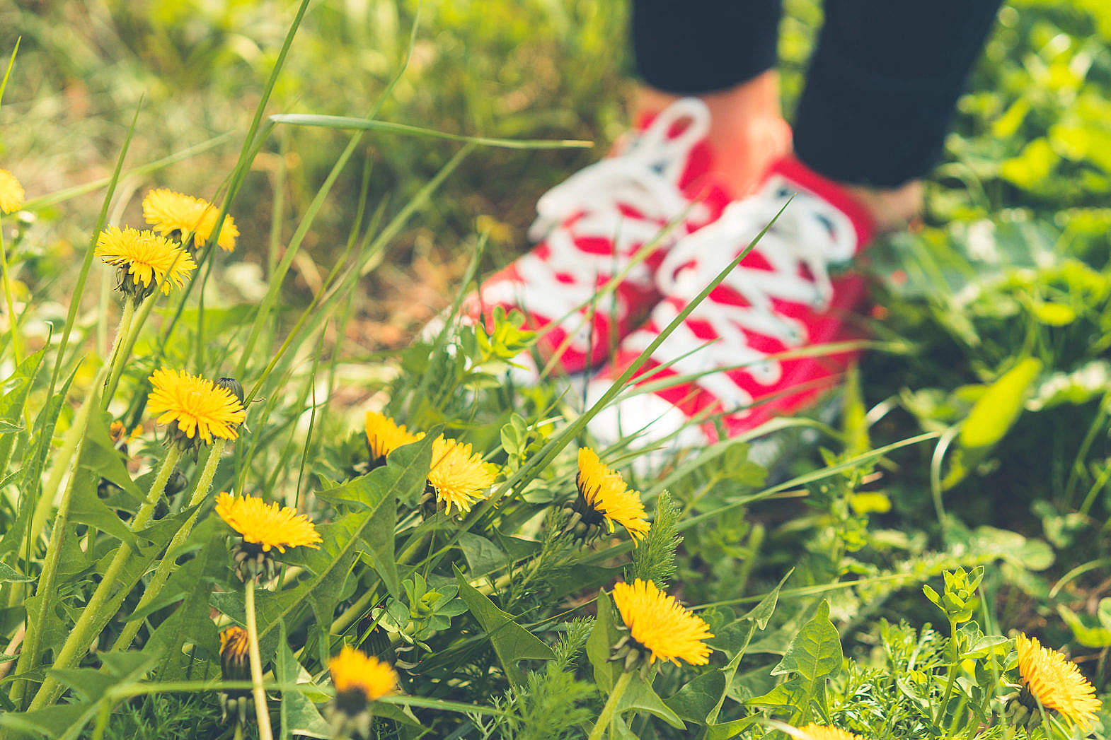 Red Happy Shoes in Grass and Dandelions Free Stock Photo Red Happy Shoes in Grass and Dandelions Free Stock Photo