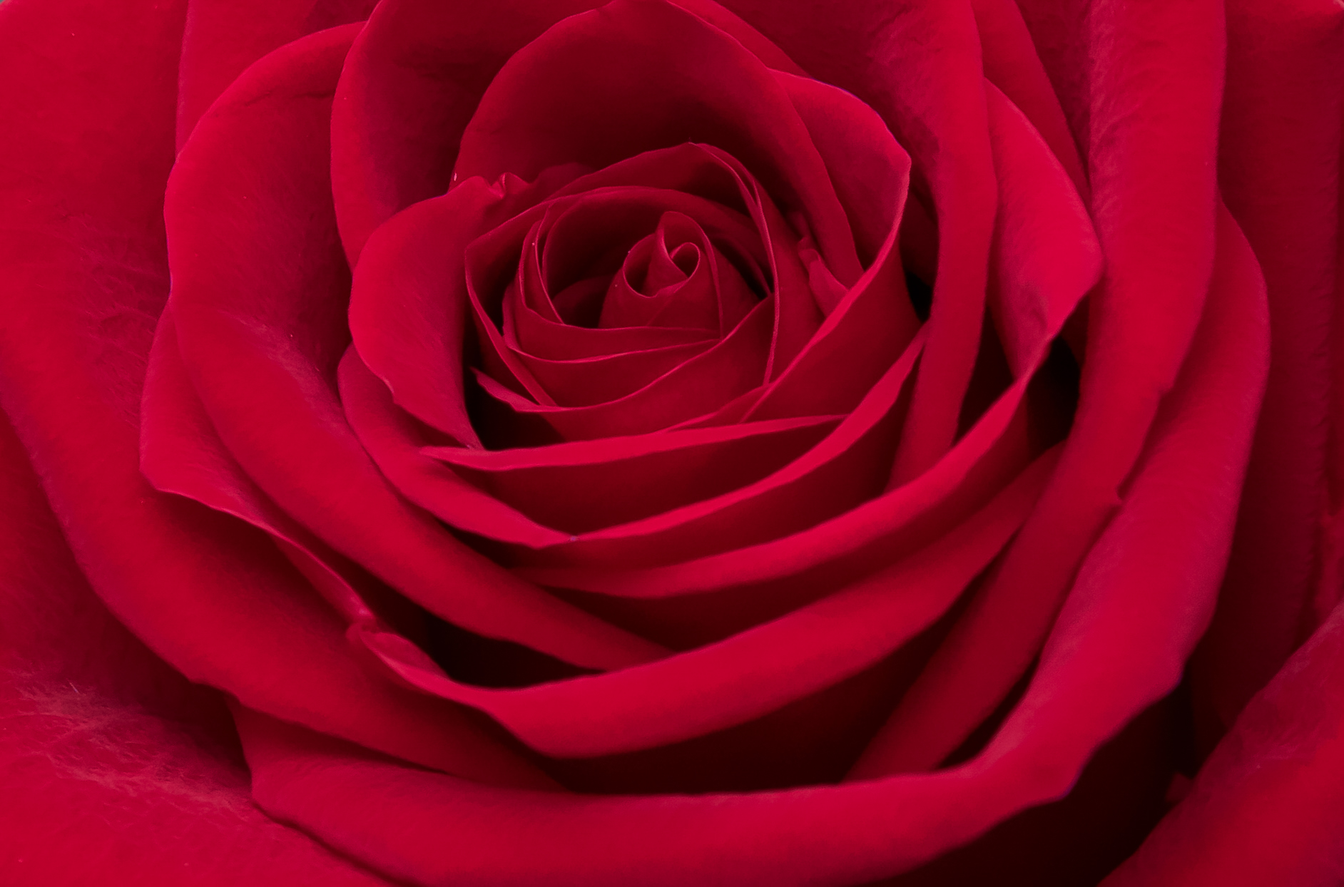 Red Roses Close Up Background Free Stock Photo