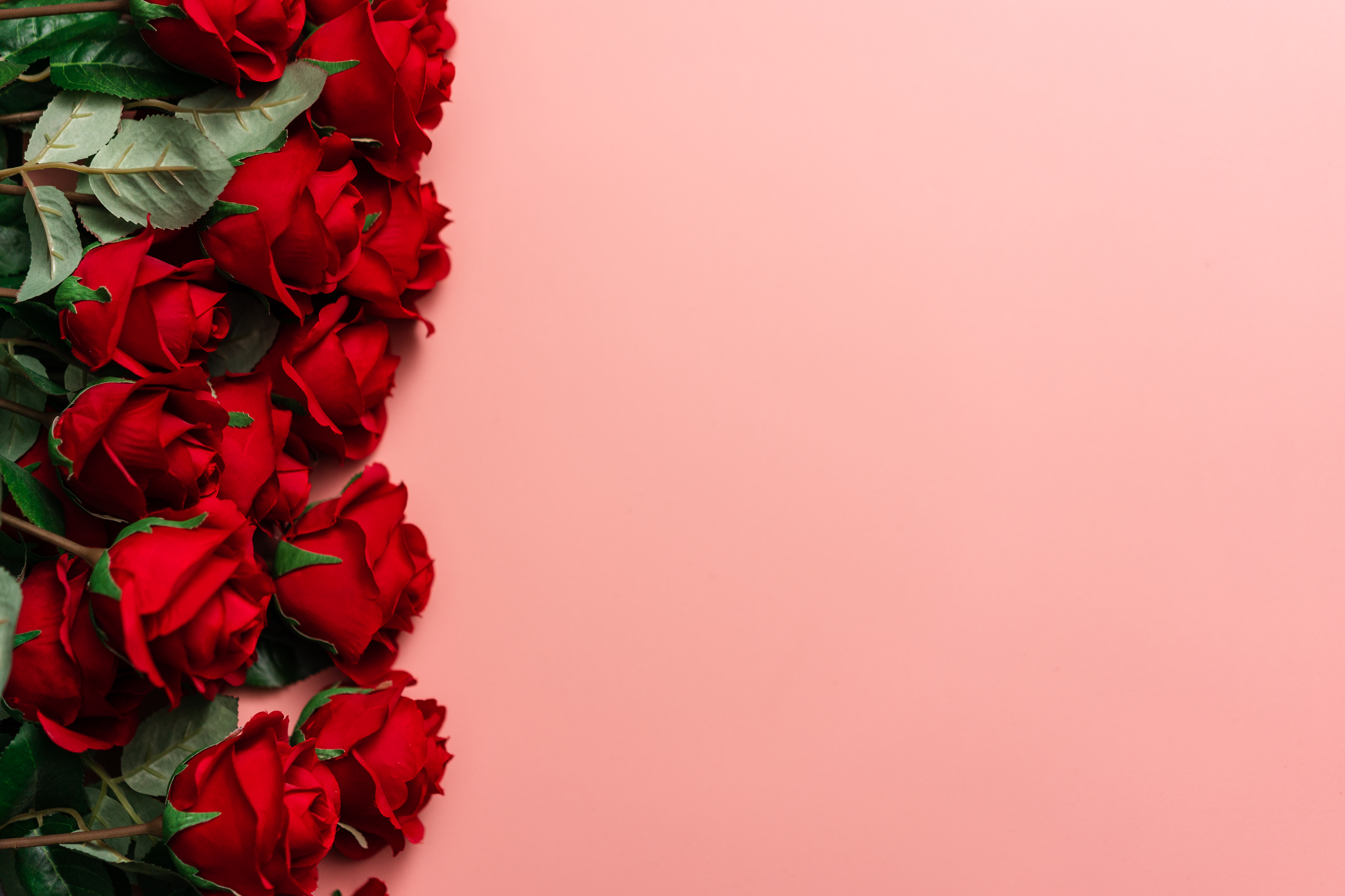 Poster Pink rose petals. Background 
