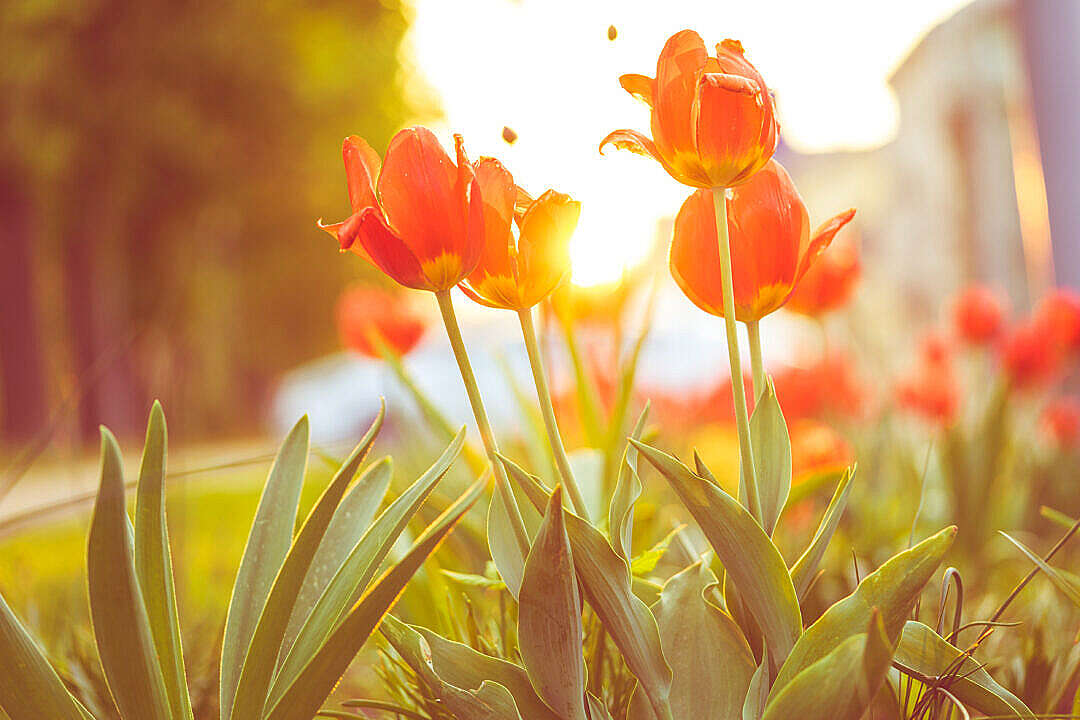Download Red Tulips Against Sunset FREE Stock Photo