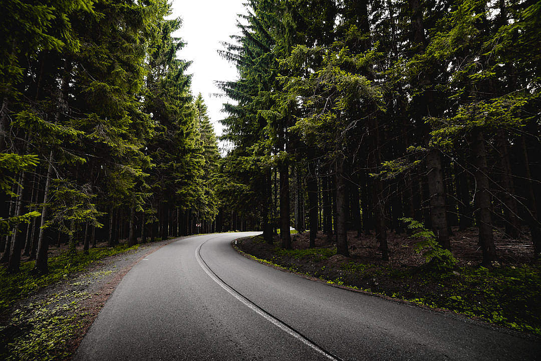 Road in Dark Forest