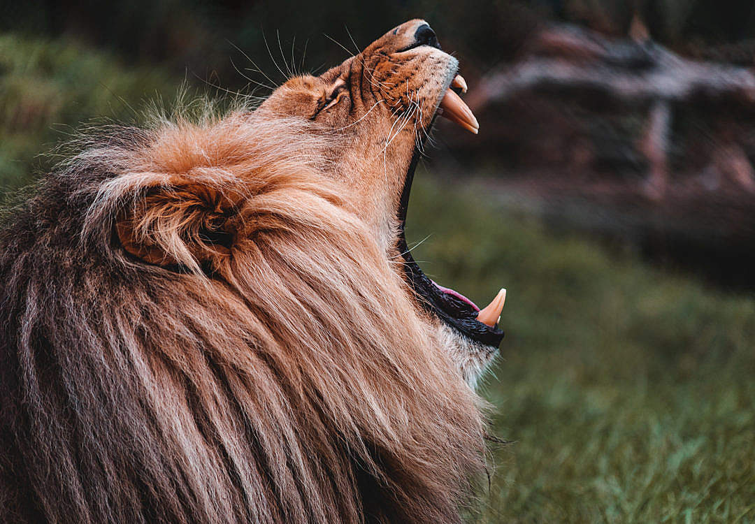 Download Roaring Lion FREE Stock Photo