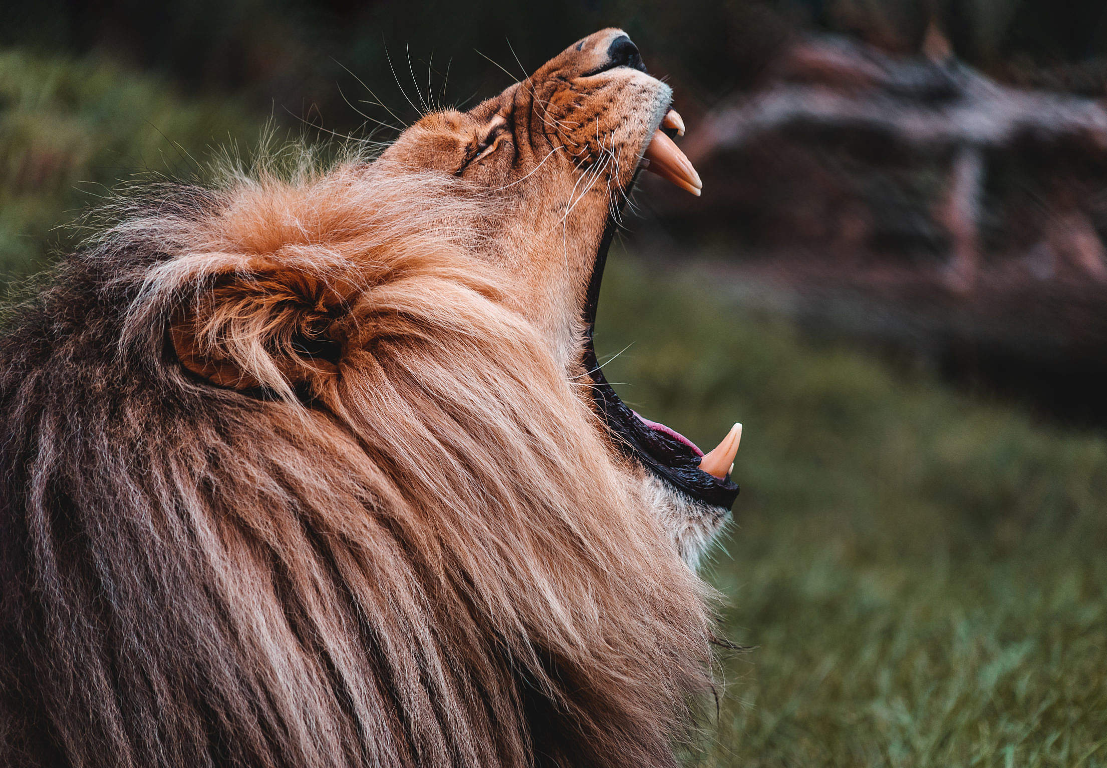 Roaring Lion Free Stock Photo