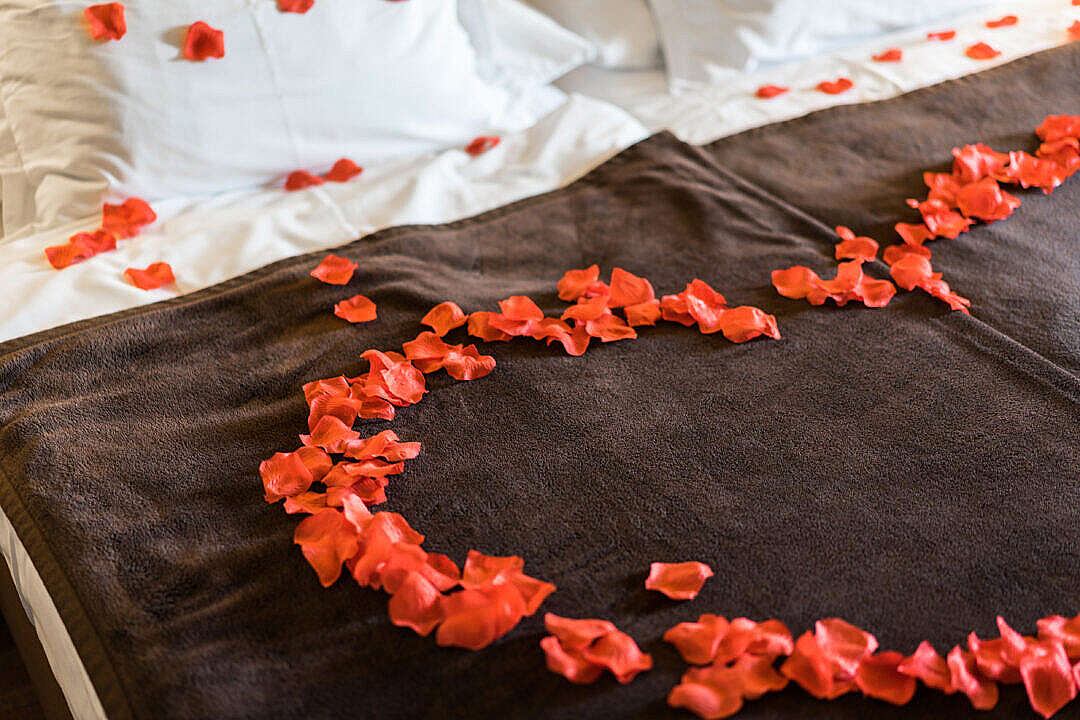 Download Romantic and Lovely Bed of Roses Petals FREE Stock Photo