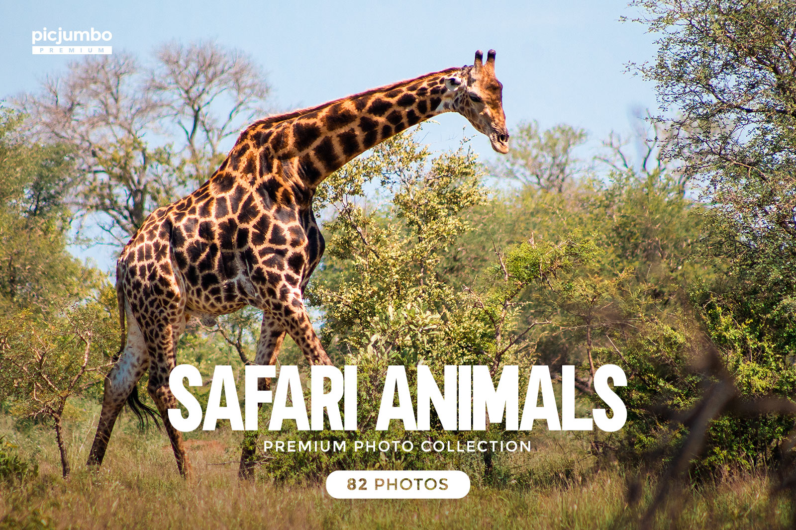 Download hi-res stock photos from our Safari Animals PREMIUM Collection!