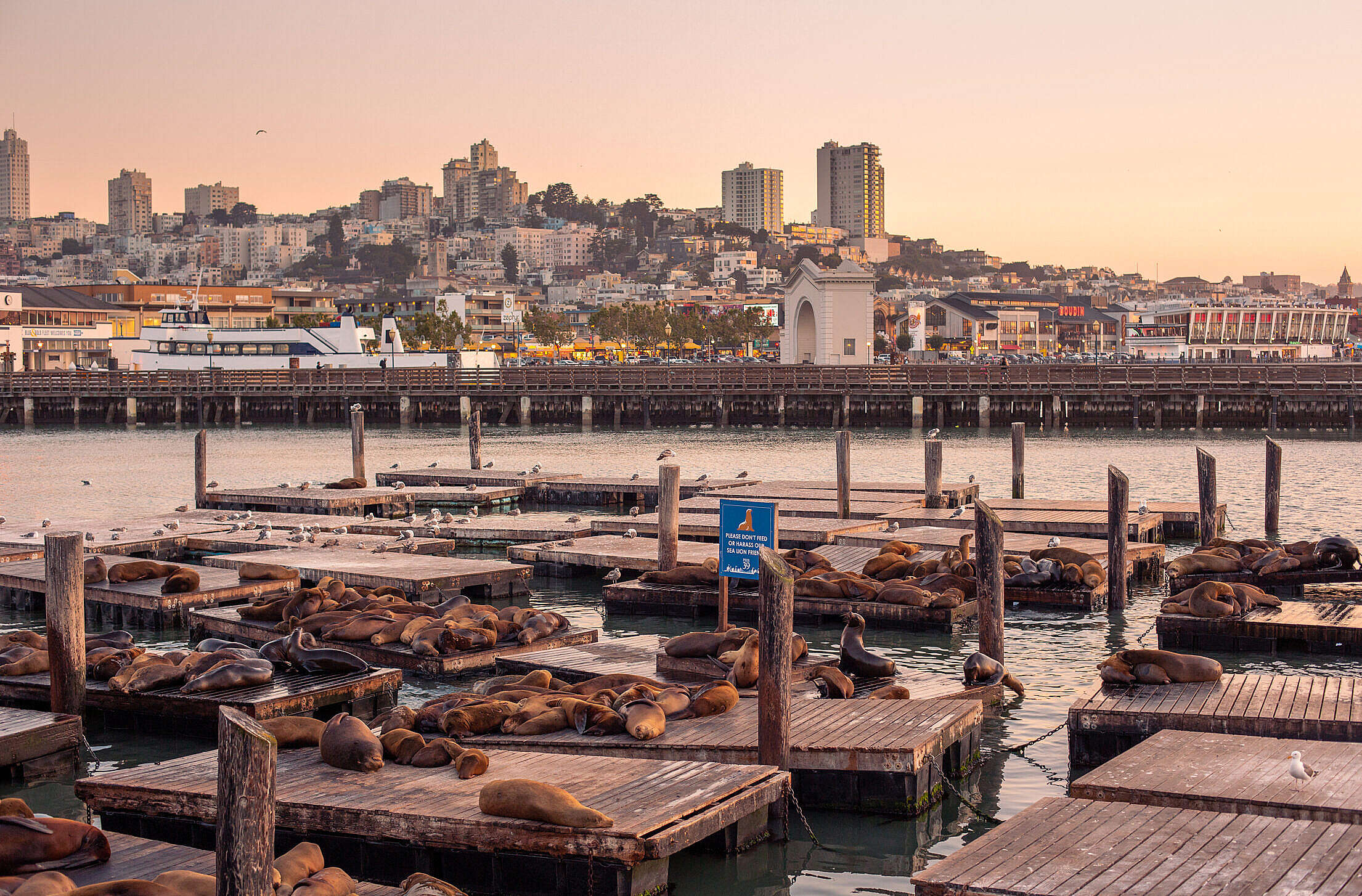 Seals Sleeping on Pier 39, San Francisco Free Stock Photo