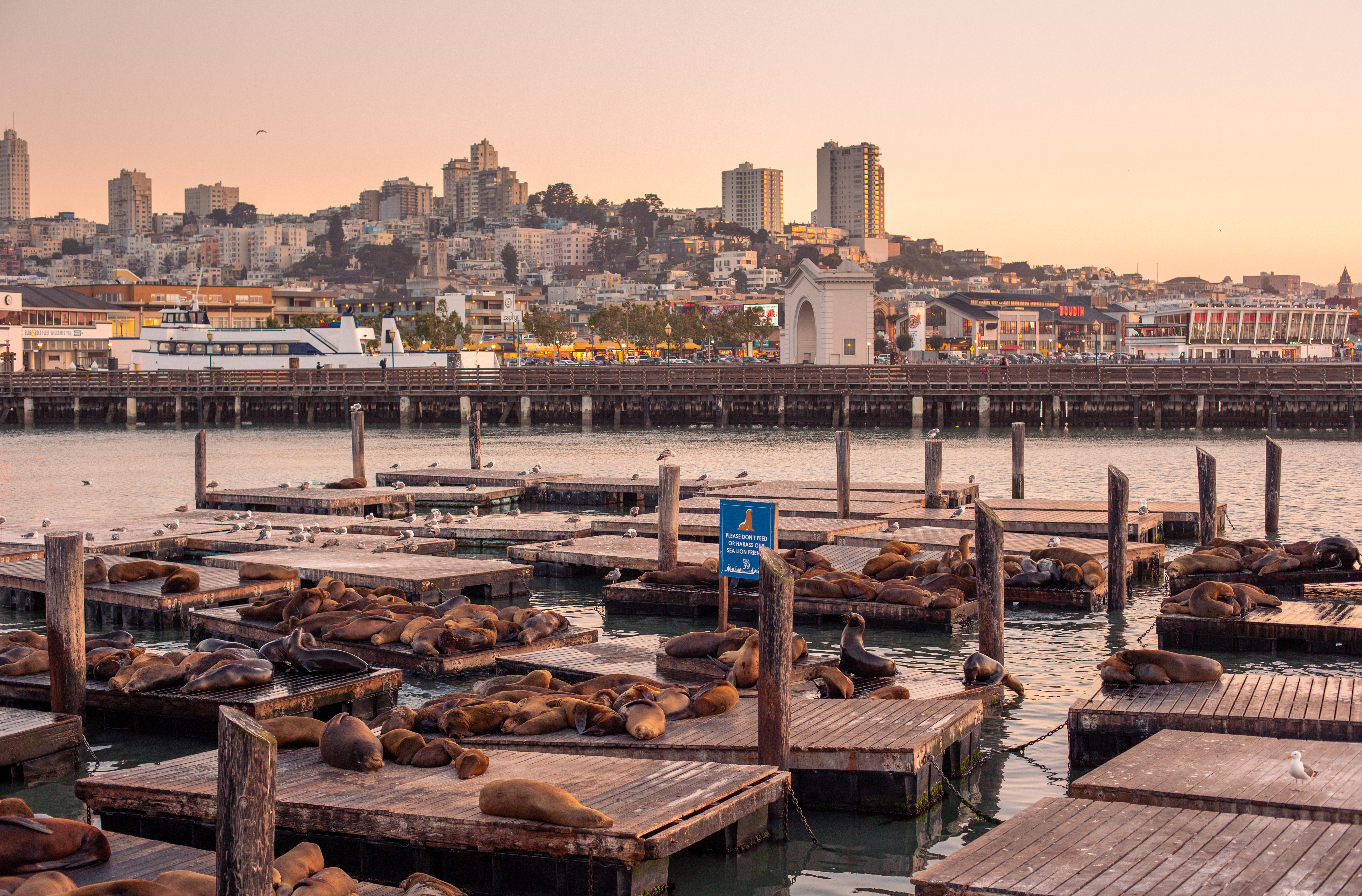 Sea Lions at Pier 39, San Francisco, USA Stock Photo - Image of america,  seals: 81312324