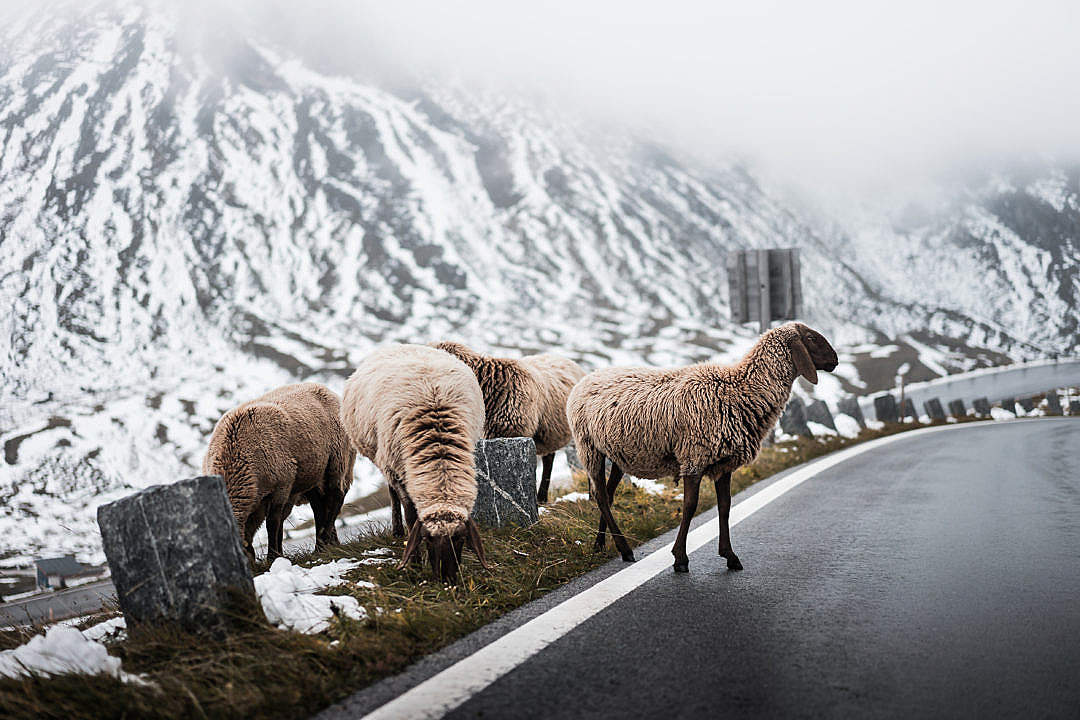 Sheep Crossing Road on Grossglockner Mountain