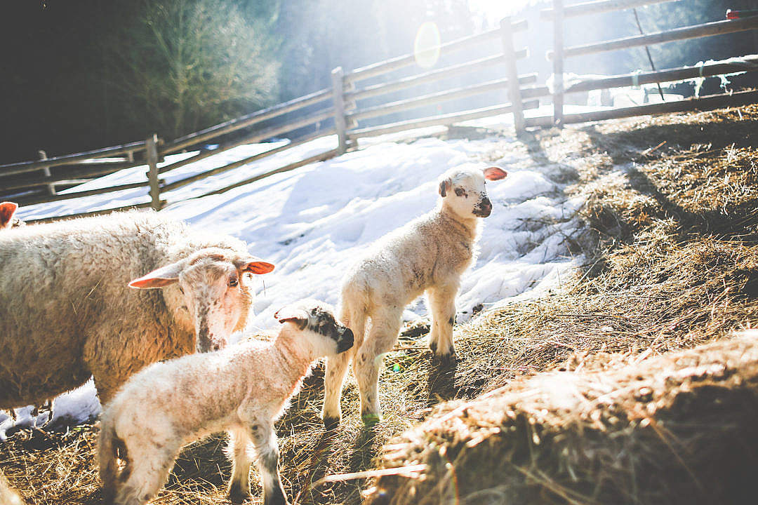 Sheep Family in Winter #2