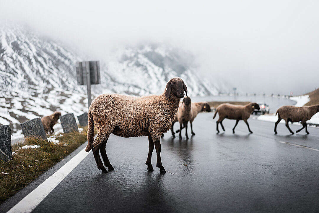 Download Sheep Walking on Grossglockner Road in Winter FREE Stock Photo