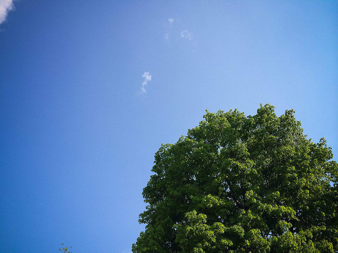 Download Sky with Tree FREE Stock Photo