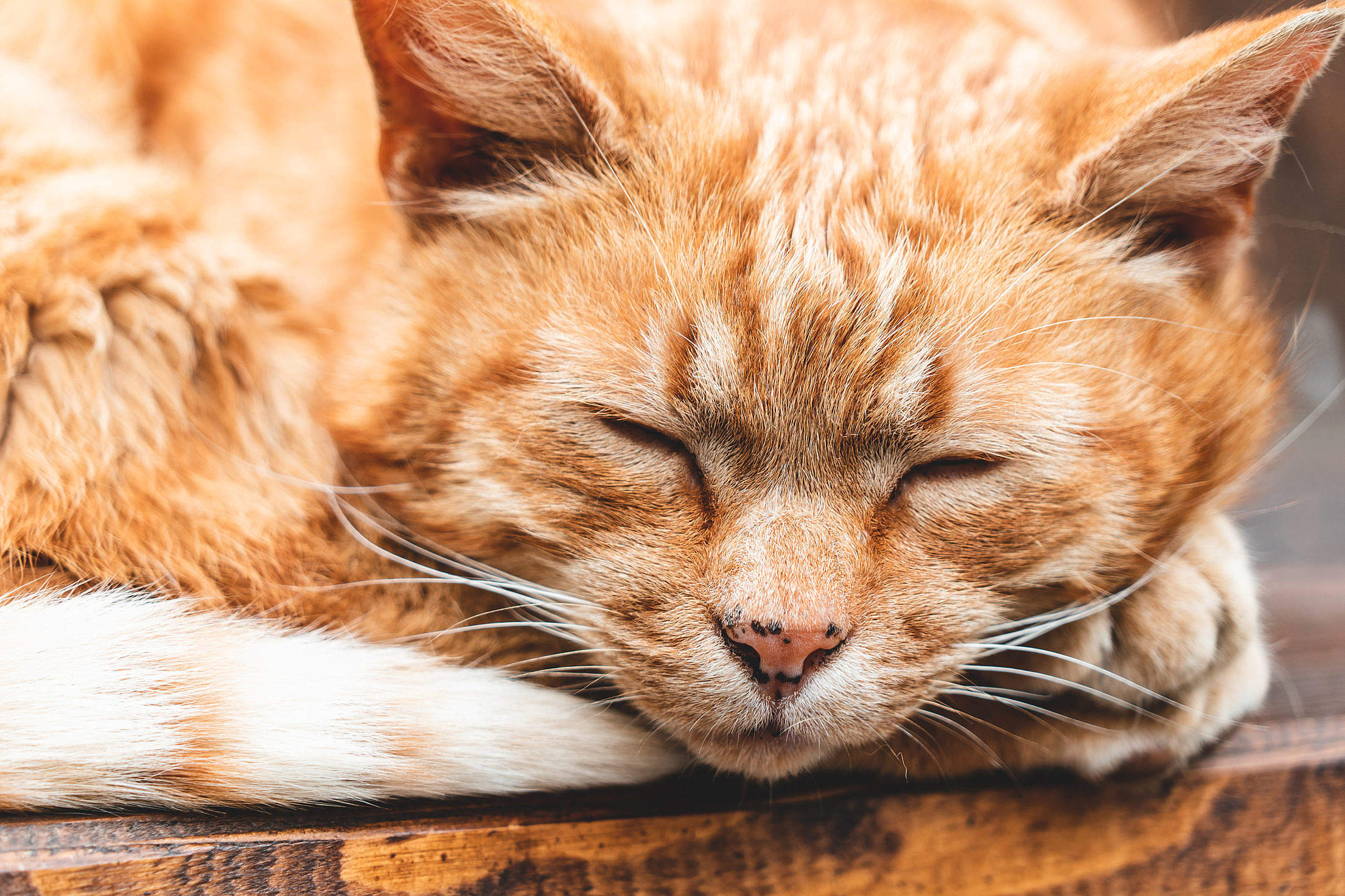 Sleeping Ginger Cat Free Stock Photo