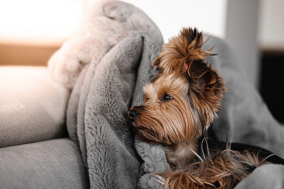 Download Sleepy Yorkshire Terrier Jessie Relaxing on a Fluffy Blanket FREE Stock Photo