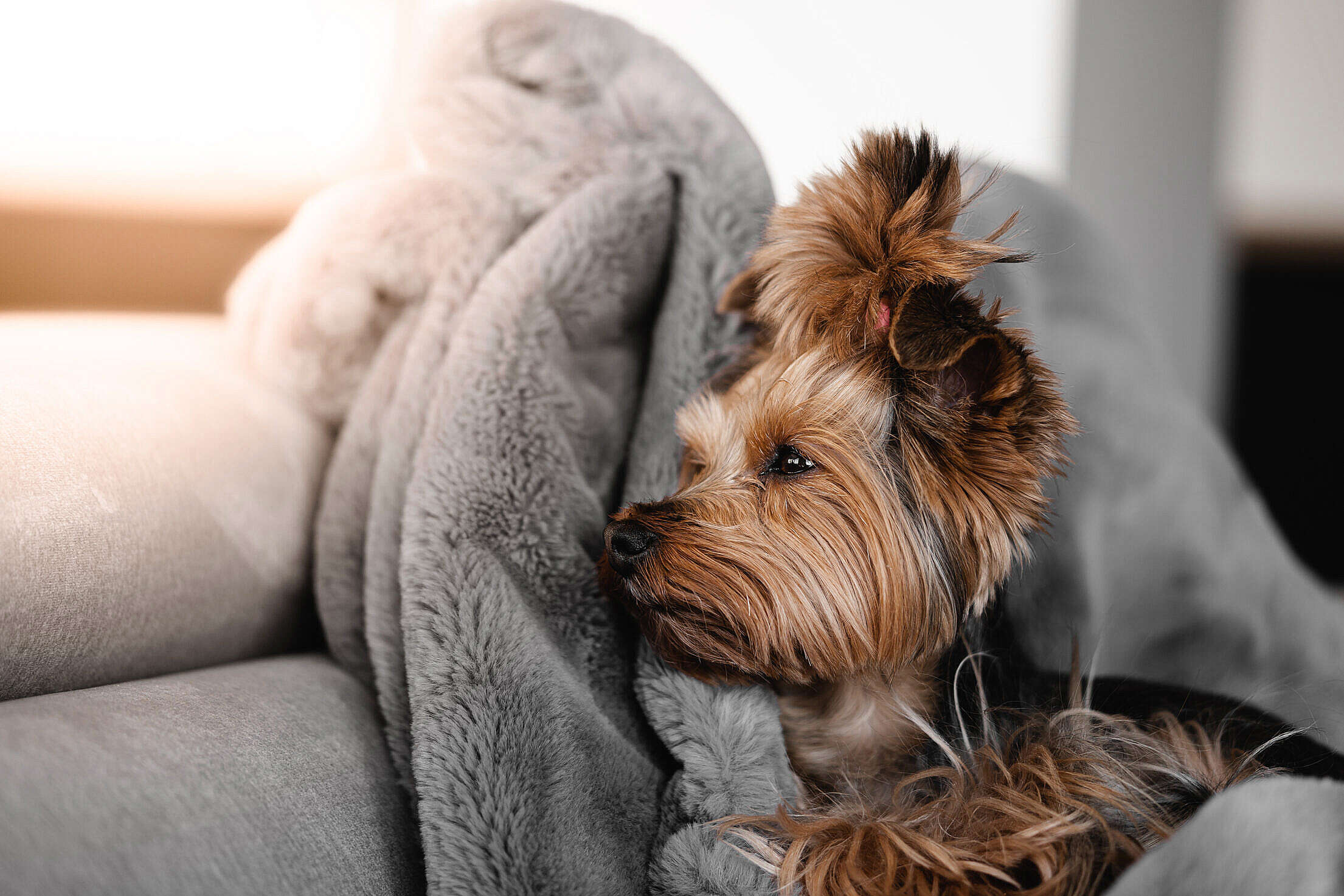 Sleepy Yorkshire Terrier Jessie Relaxing on a Fluffy Blanket Free Stock Photo