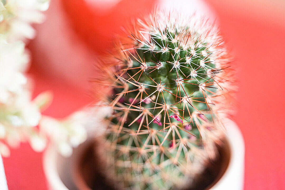 Download Small Cactus in a Flowerpot Close Up FREE Stock Photo