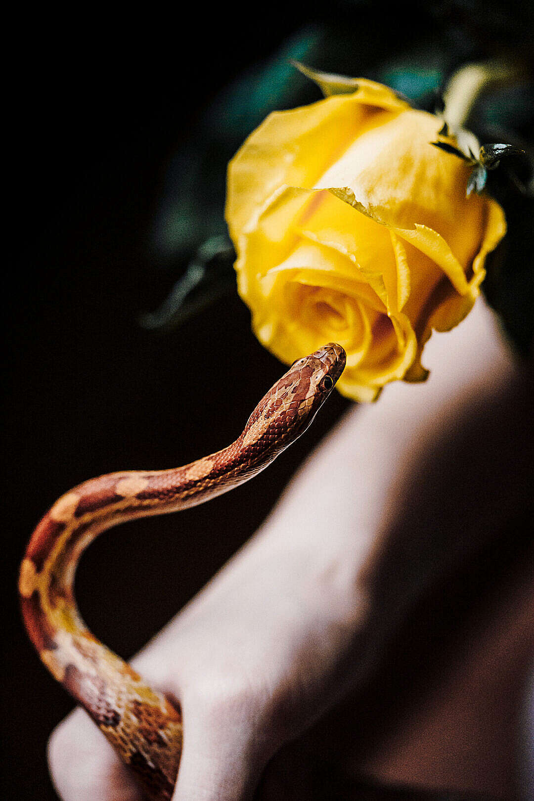 Download Snake and Rose FREE Stock Photo