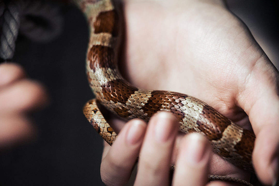 Download Snake in a Hand FREE Stock Photo