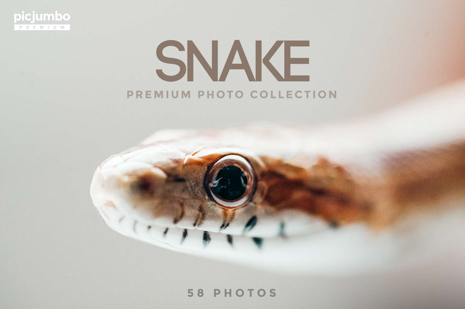 Download hi-res stock photos from our Snake PREMIUM Collection!