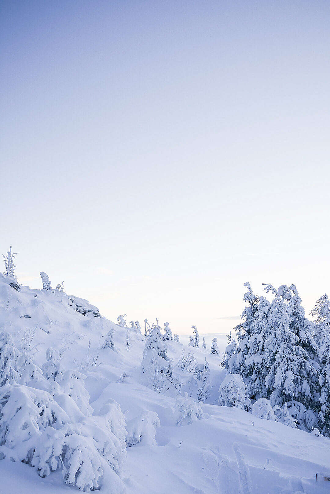 Snow Covered Landscape