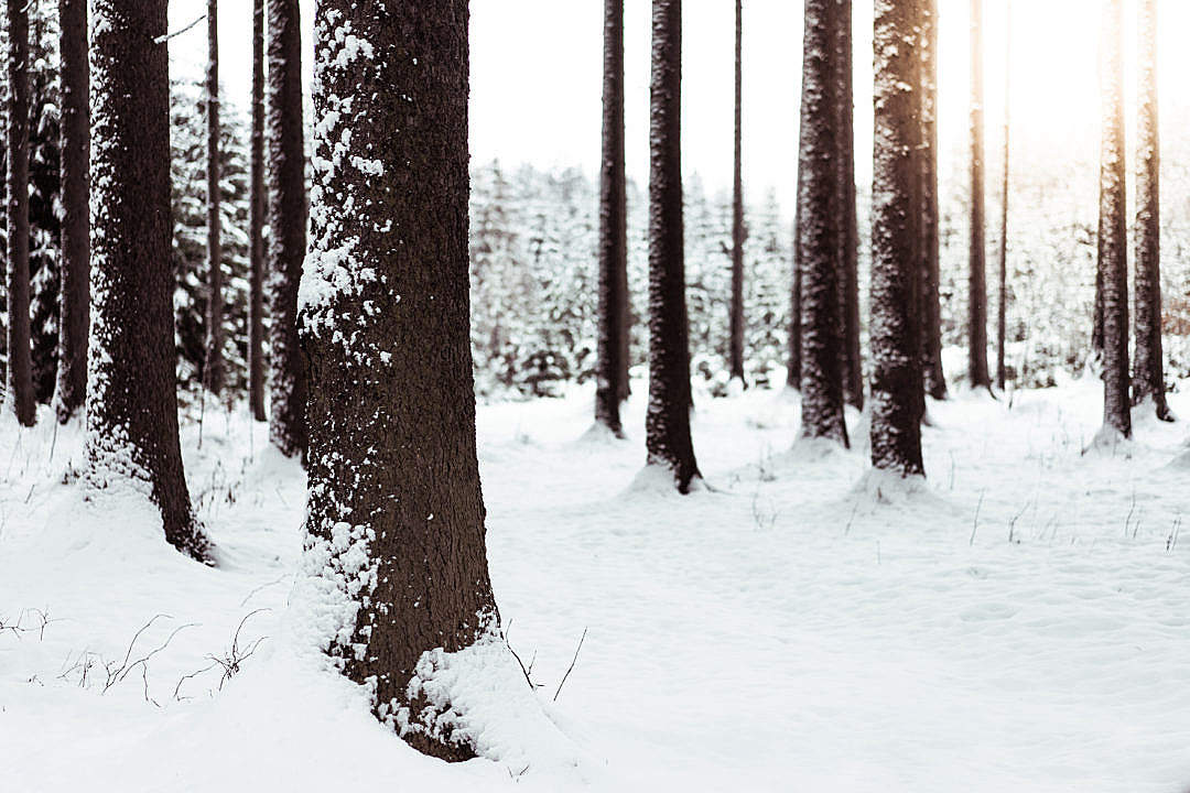 Download Snow in Forest FREE Stock Photo