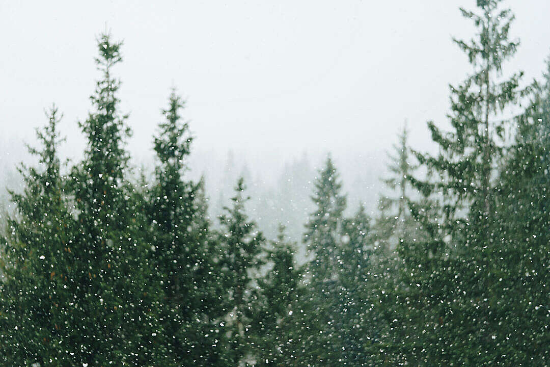Download Snowing Focused on Snowflakes FREE Stock Photo