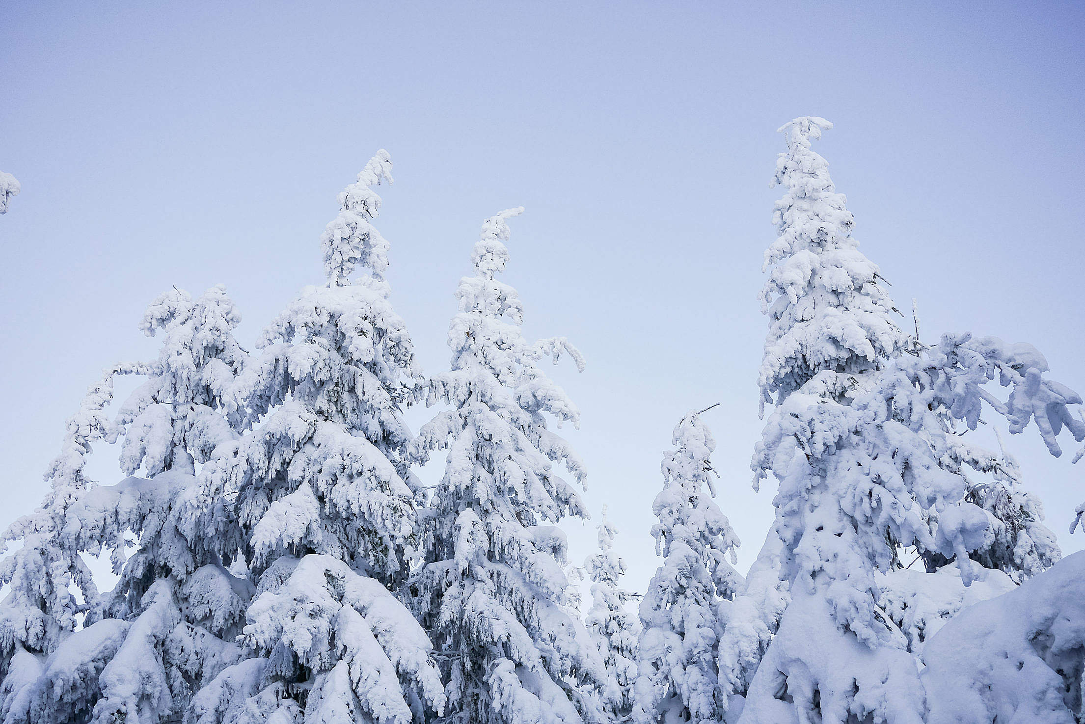 Snowy Trees and Blue Cloudless Sky Free Stock Photo