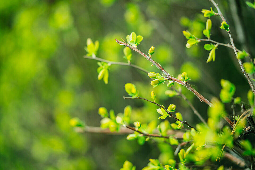 Download Spring Branch with Buds FREE Stock Photo