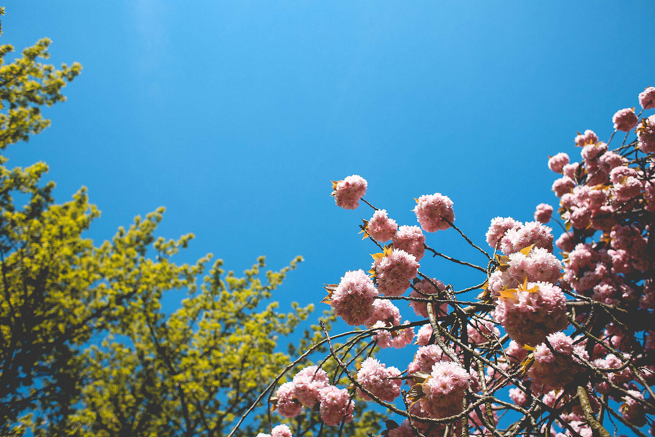 Spring Colors Free Stock Photo