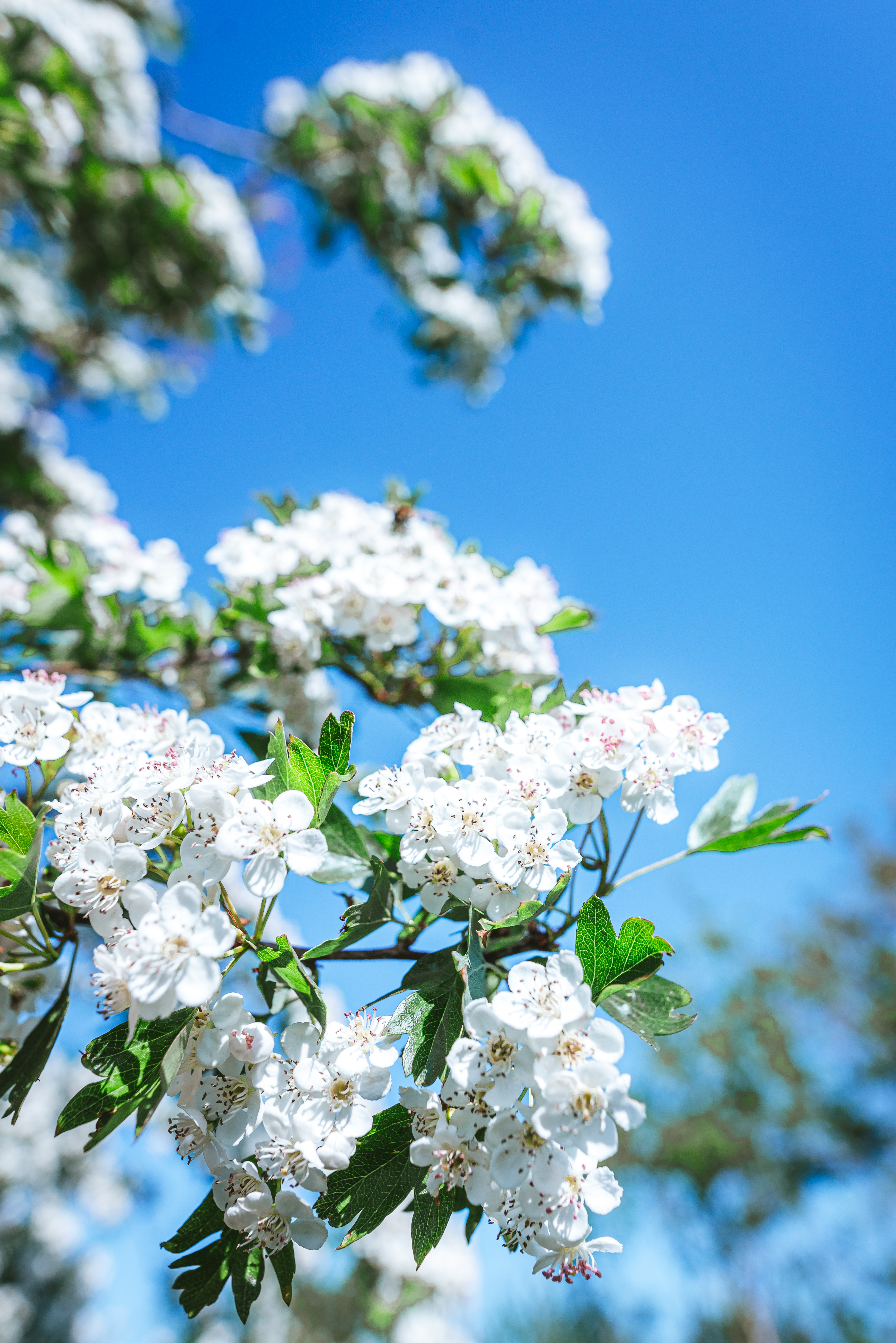 Spring Flowers Against Blue Sky Free Stock Photo | picjumbo