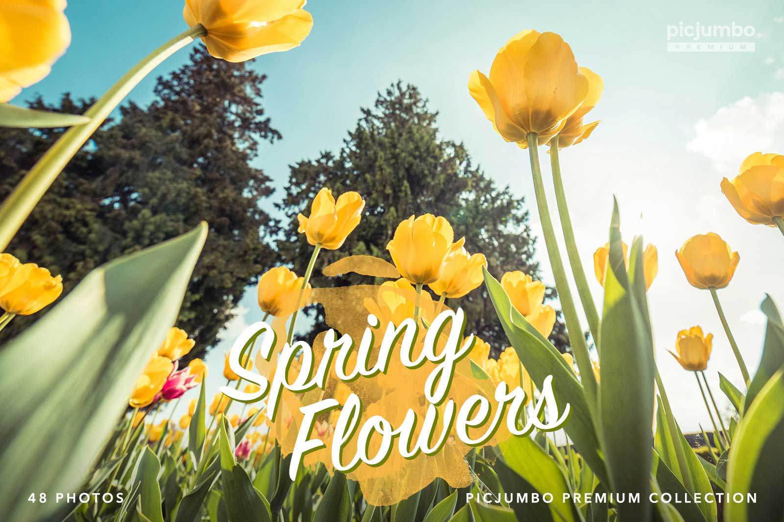 Download hi-res stock photos from our Spring Flowers PREMIUM Collection!