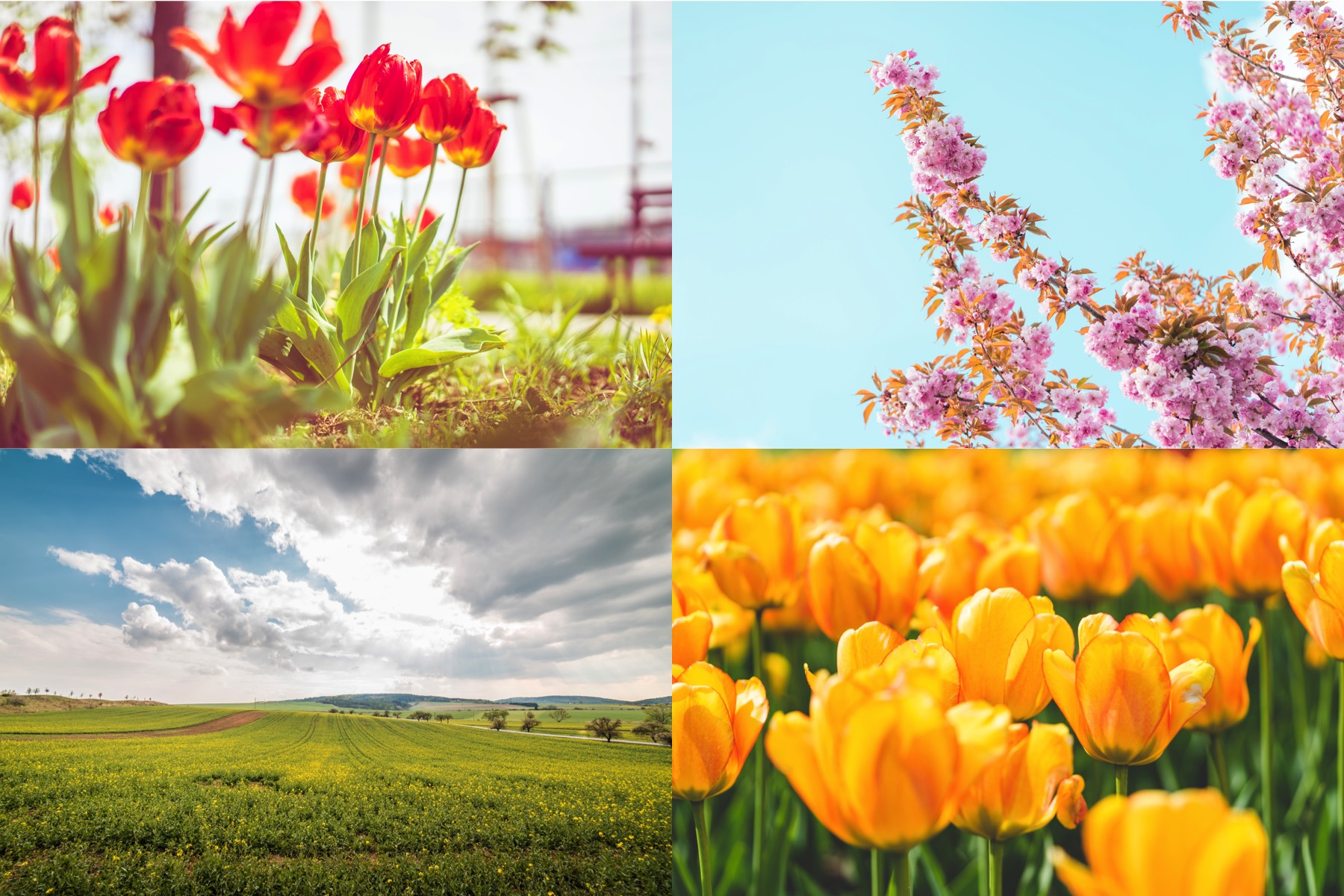 spring-flowers-picjumbo-premium-collection-preview-1