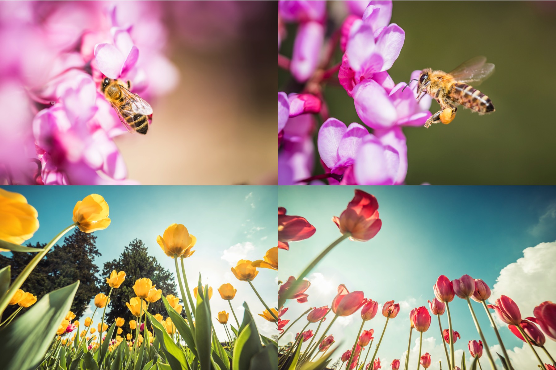 spring-flowers-picjumbo-premium-collection-preview-2