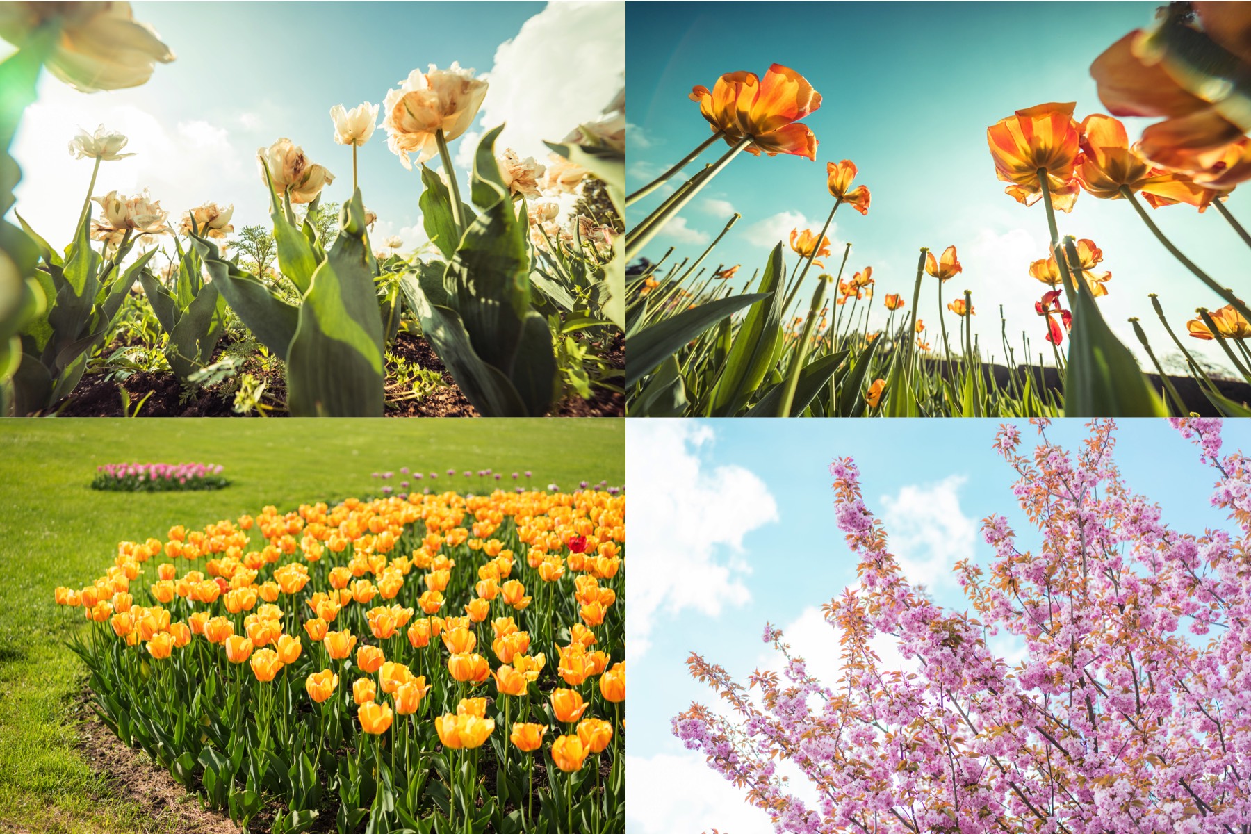 spring-flowers-picjumbo-premium-collection-preview-3