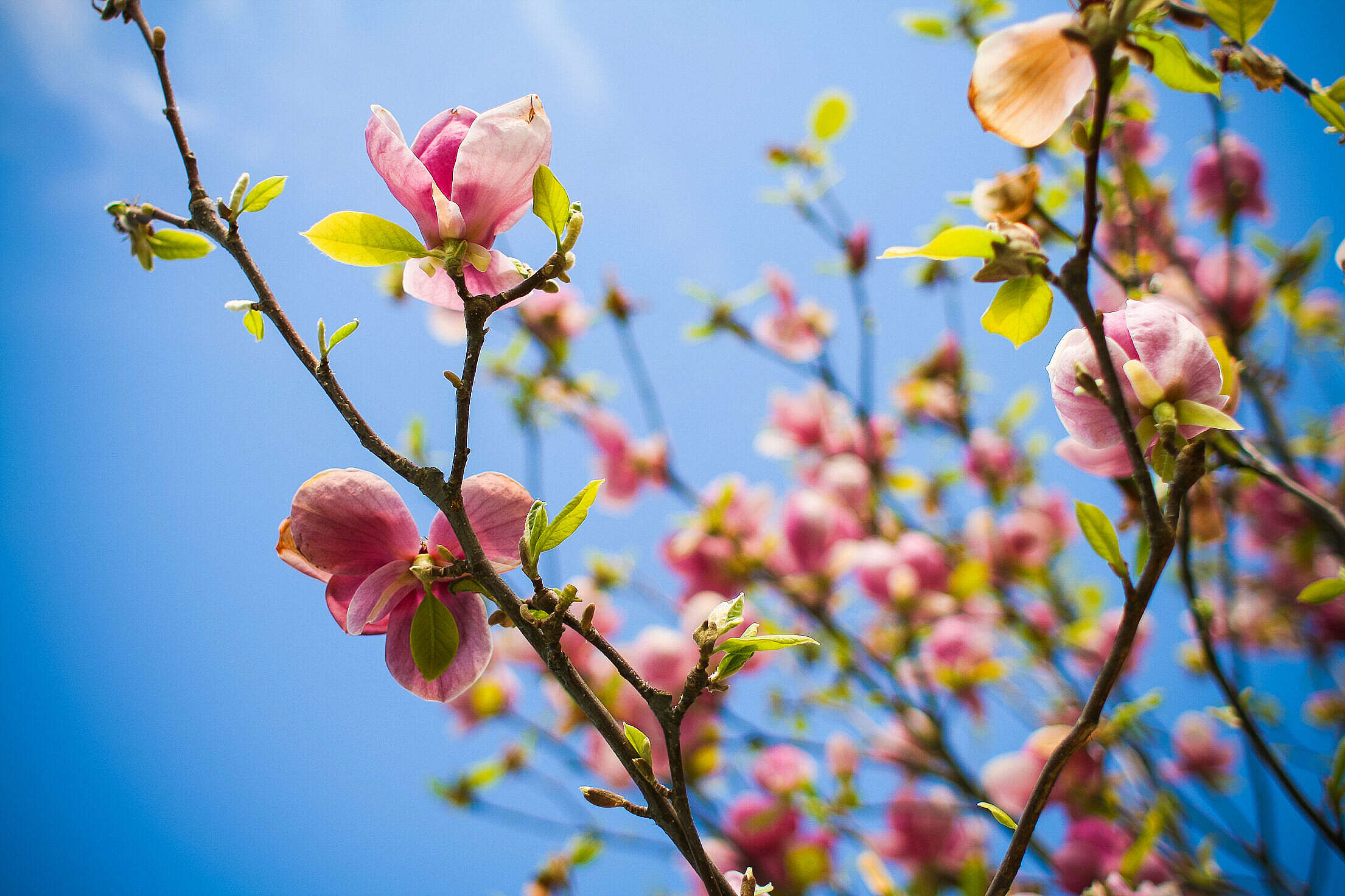 Spring is Here Free Stock Photo