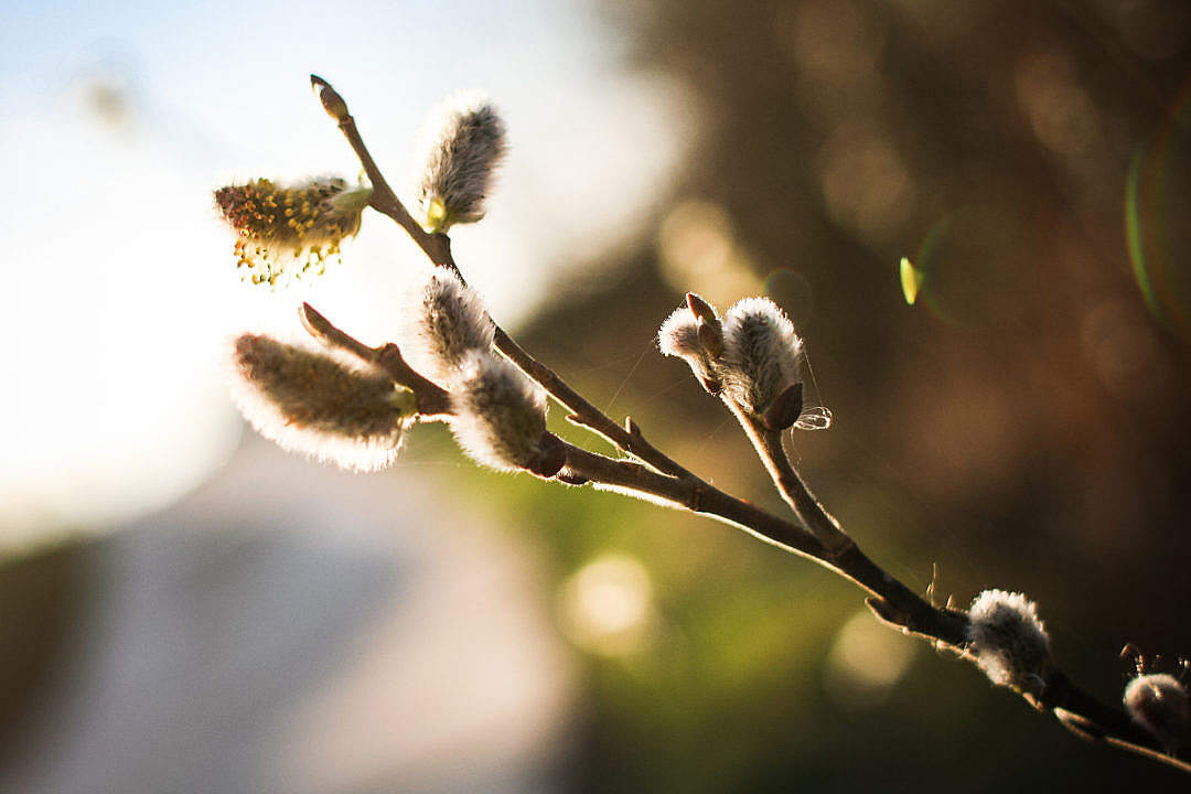 Download Spring is here! Salix caprea (goat willow) FREE Stock Photo