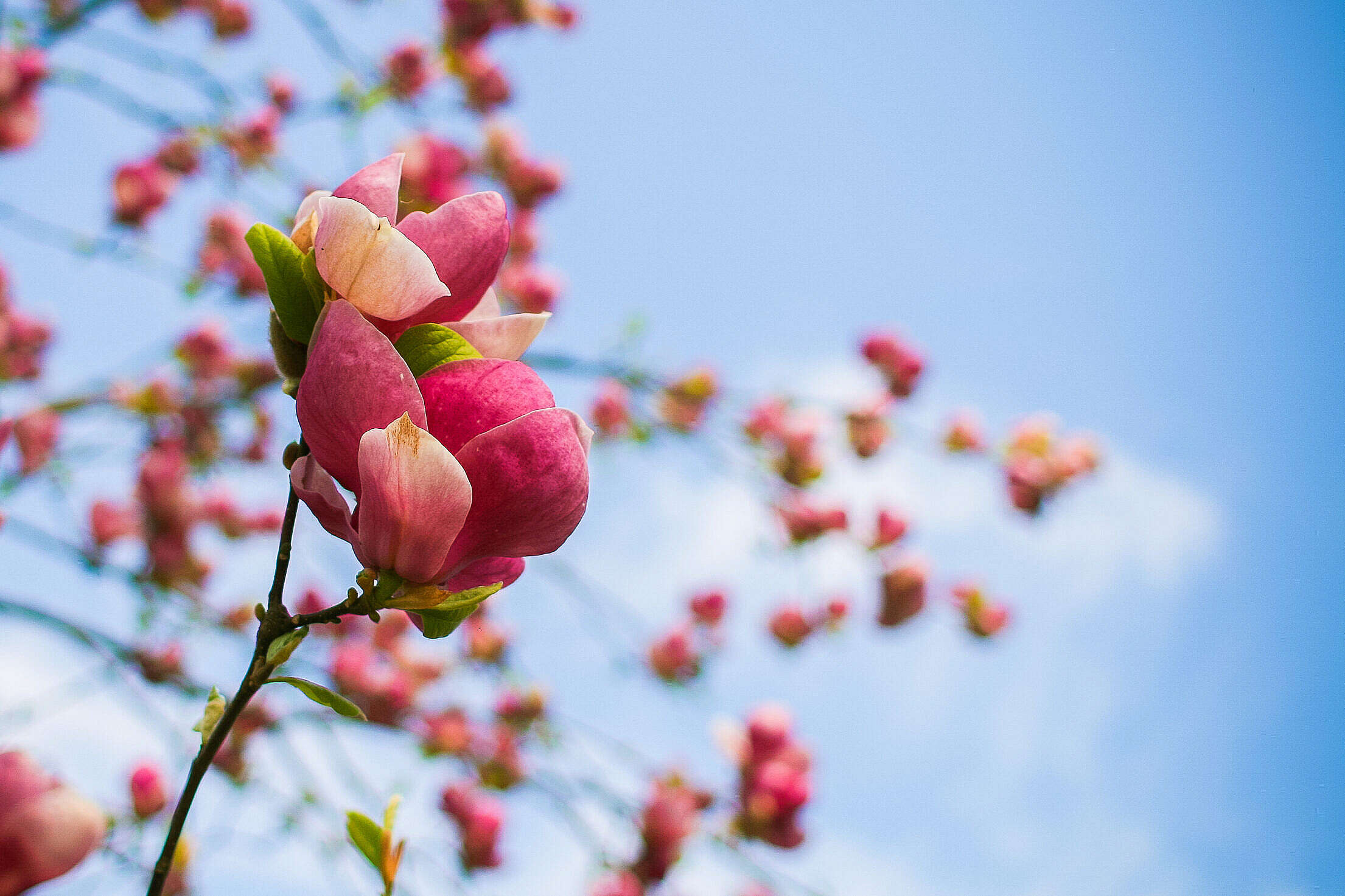 Spring Tree Blooms Detail Free Stock Photo