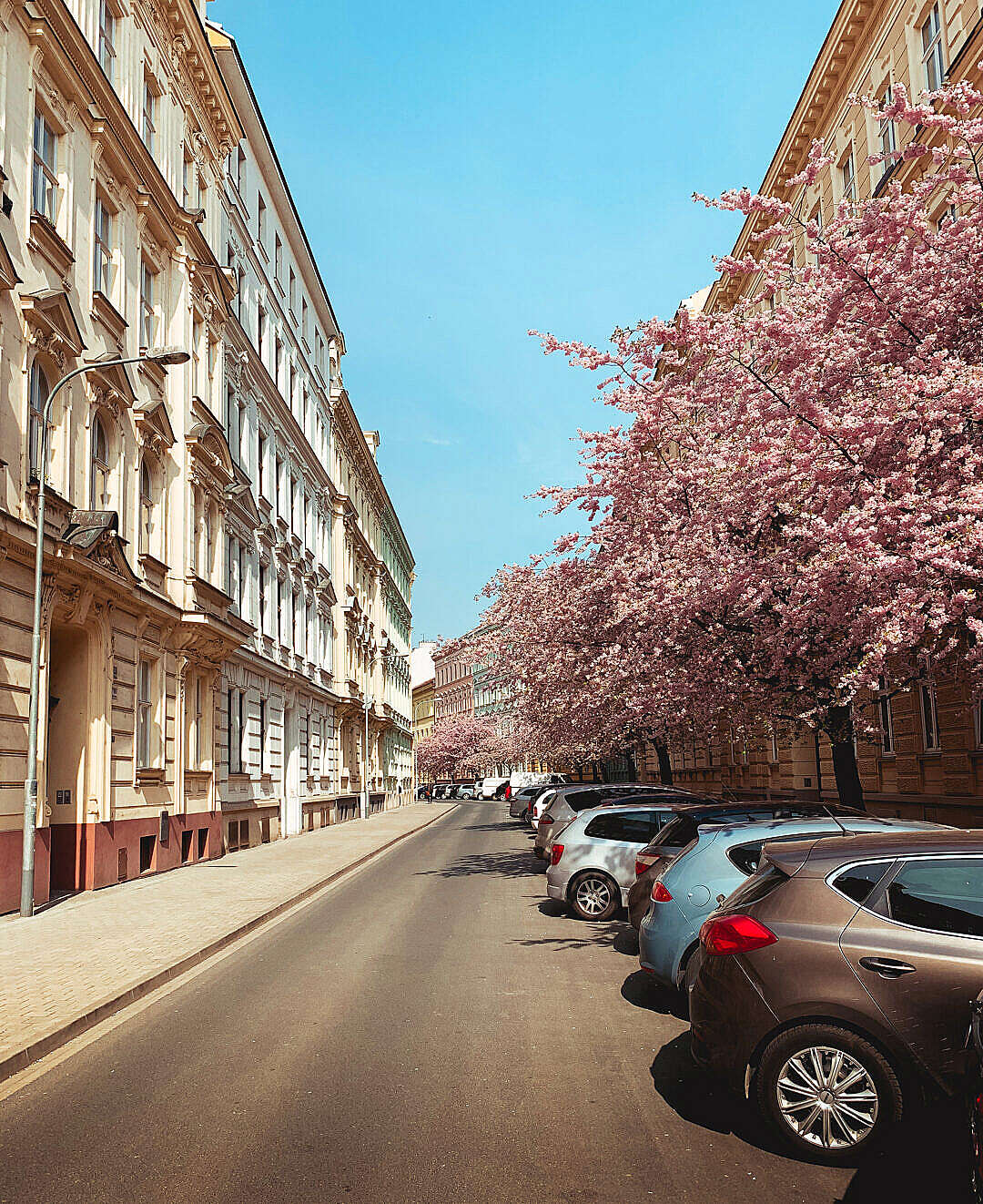 Download Street Full of Blooming Trees in Brno, Czechia FREE Stock Photo
