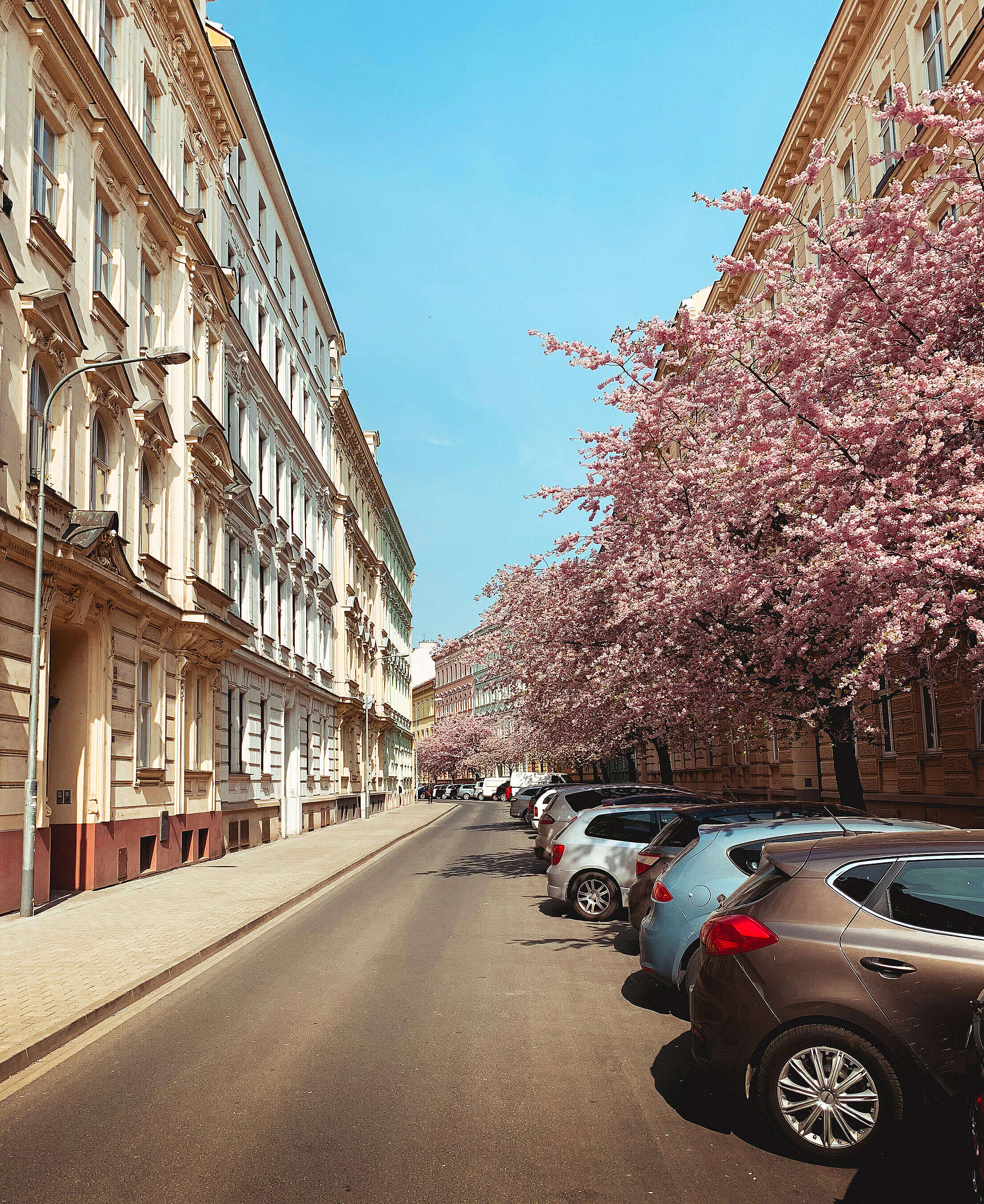 Street Full of Blooming Trees in Brno, Czechia Free Stock Photo