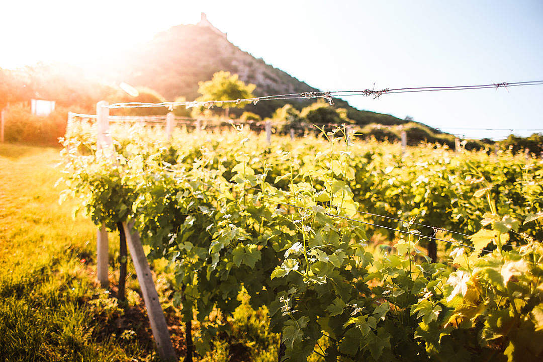 Download Sunny Vineyard in Summer FREE Stock Photo