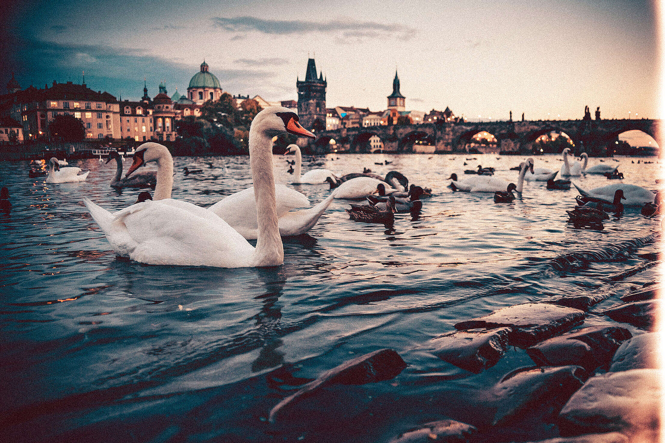 Swans near Charles Bridge, Prague Free Stock Photo