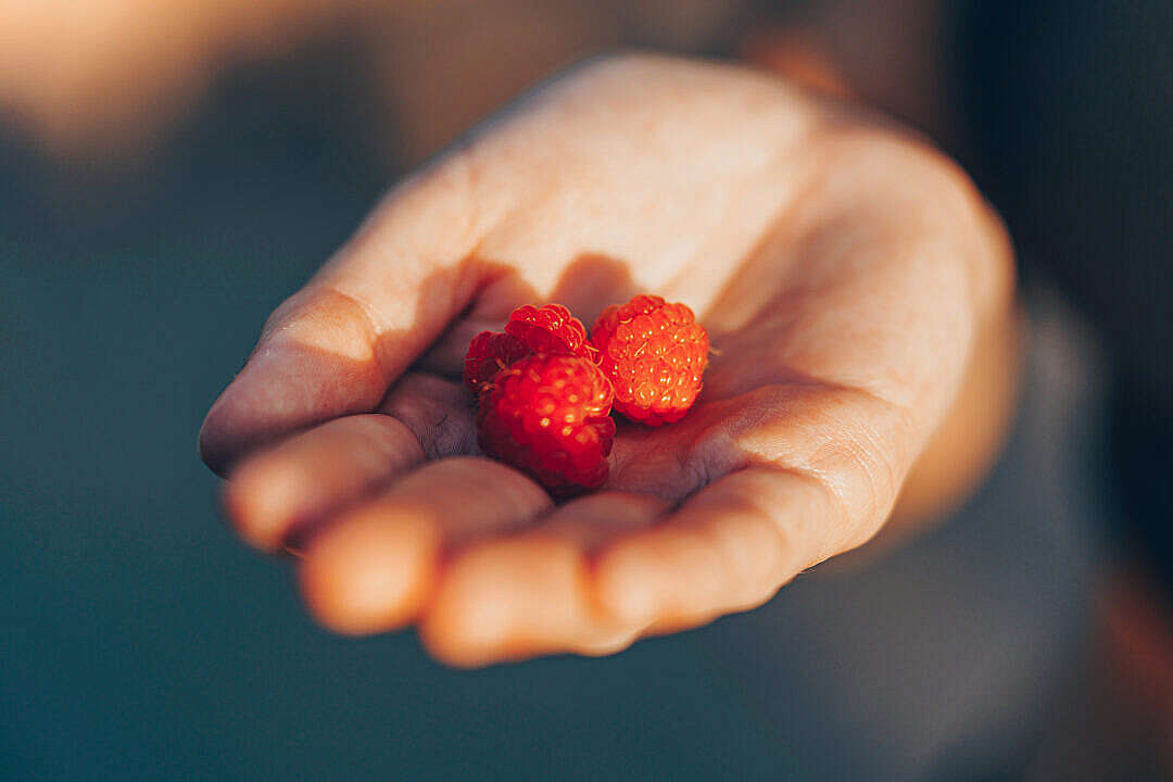 Three Raspberries in Hand