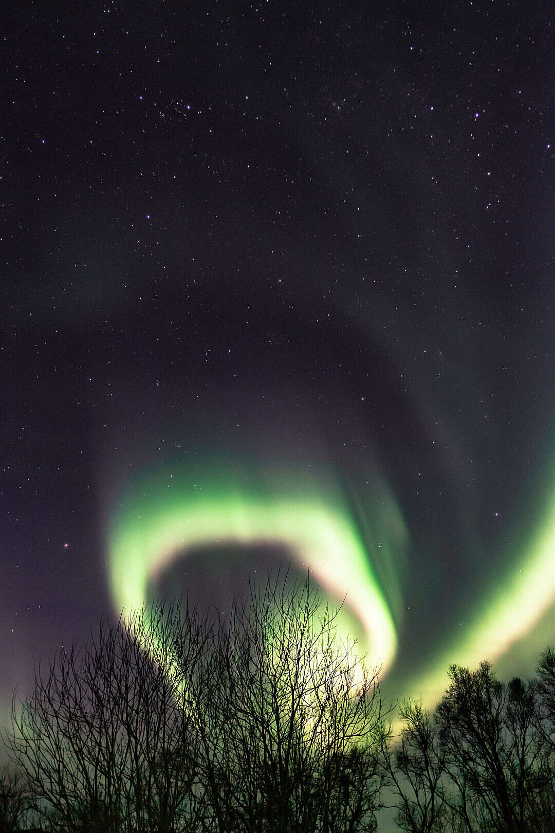 Tree Silhouettes with Northernlights